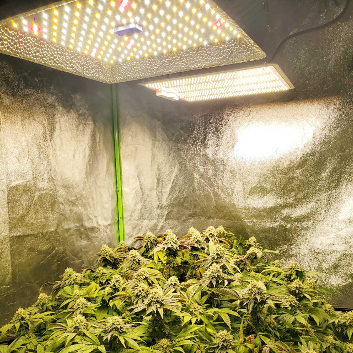 HB1000 100W (Canada ON SALE) Samsung LM301H Full Spectrum LED Grow Light with UV and IR